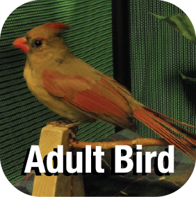 Adult Bird