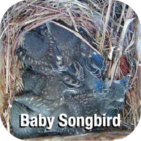 Baby Songbird