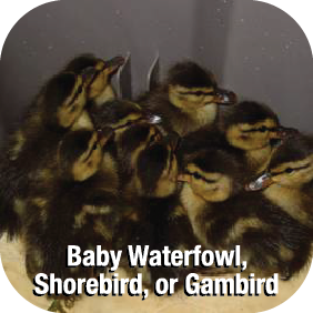 Baby Waterfowl, Shorebird, or Gamebird