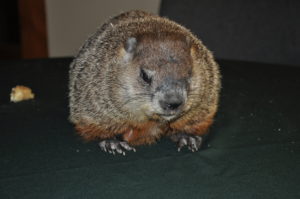 Gregory, our educational Groundhog