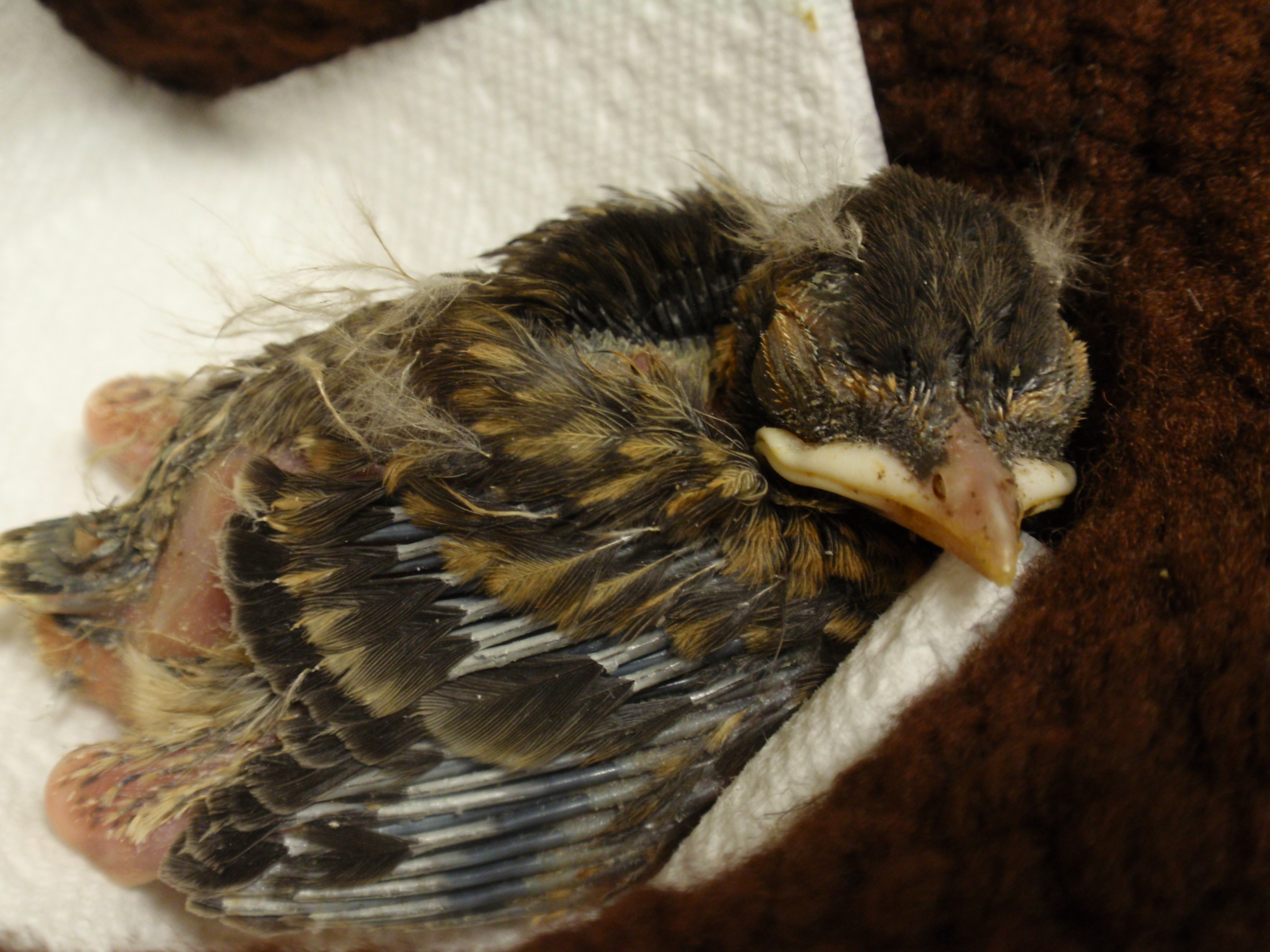 Baby Songbird - Wildlife In Need Center