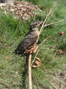 Fledgling American Robin - DO NOT kidnap - A Fledgling is learning how to fly!