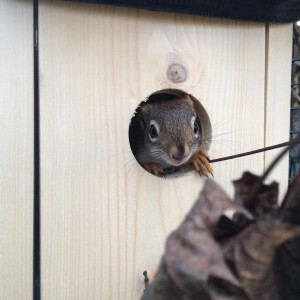 Red Squirrel in box