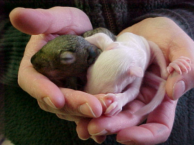 Infant Albino Eastern Gray Squirrel with Sibling
