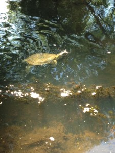Spiny Softshell Release