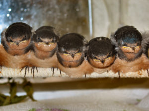 juvenile barn swallows
