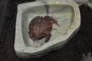 Bella, American toad