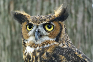 Dakota, great horned owl