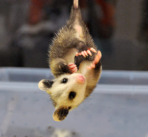 opossum joey
