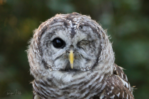 Sova, barred owl
