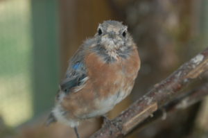 juvenile bluebird