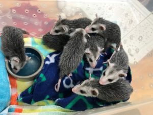 opossum joeys