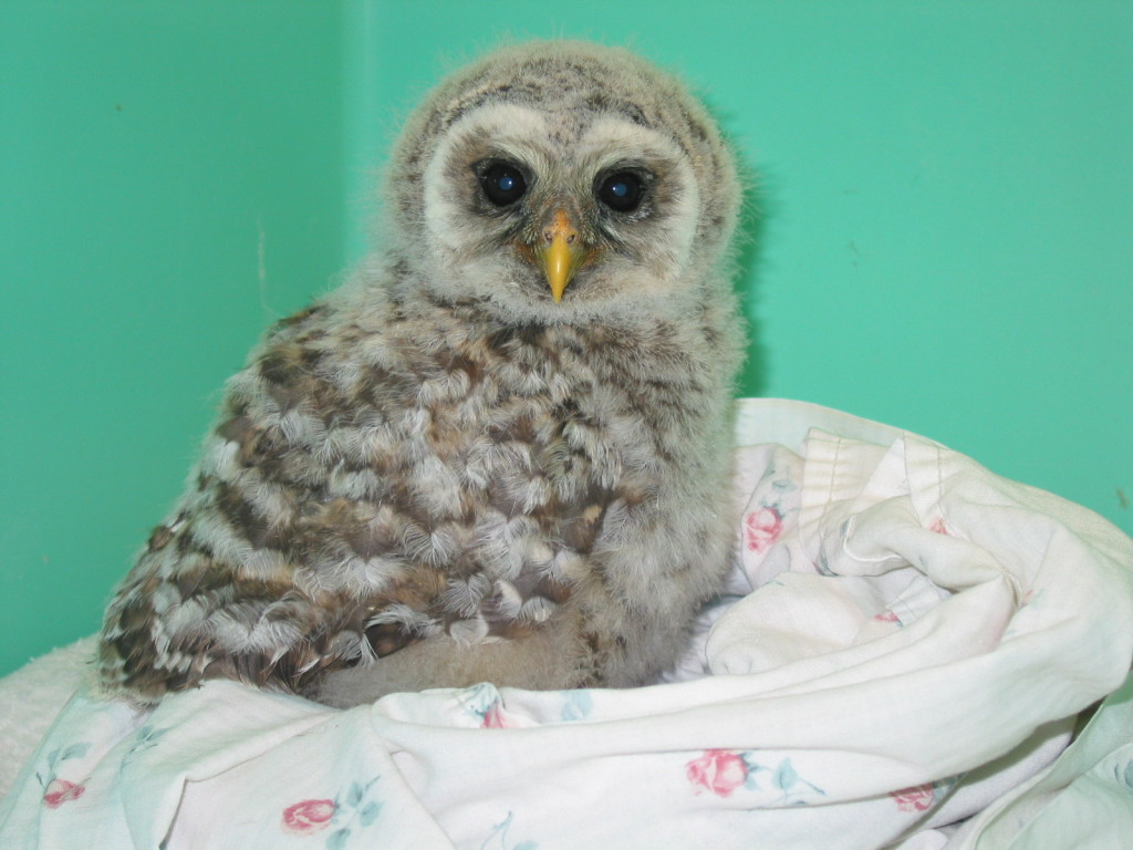 Barred Owlet