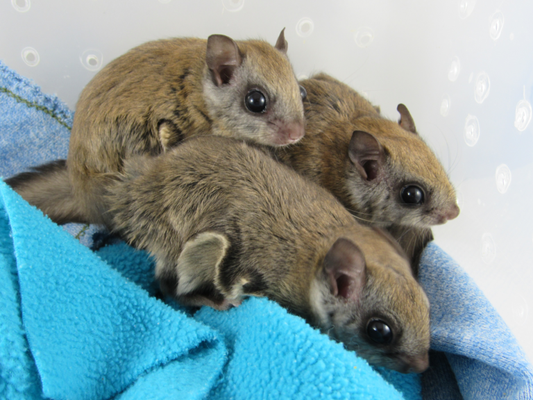 Juvenile Southern Flying Squirrels Wildlife In Need Center