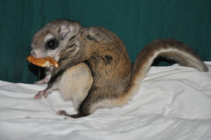 Pecan, flying squirrel