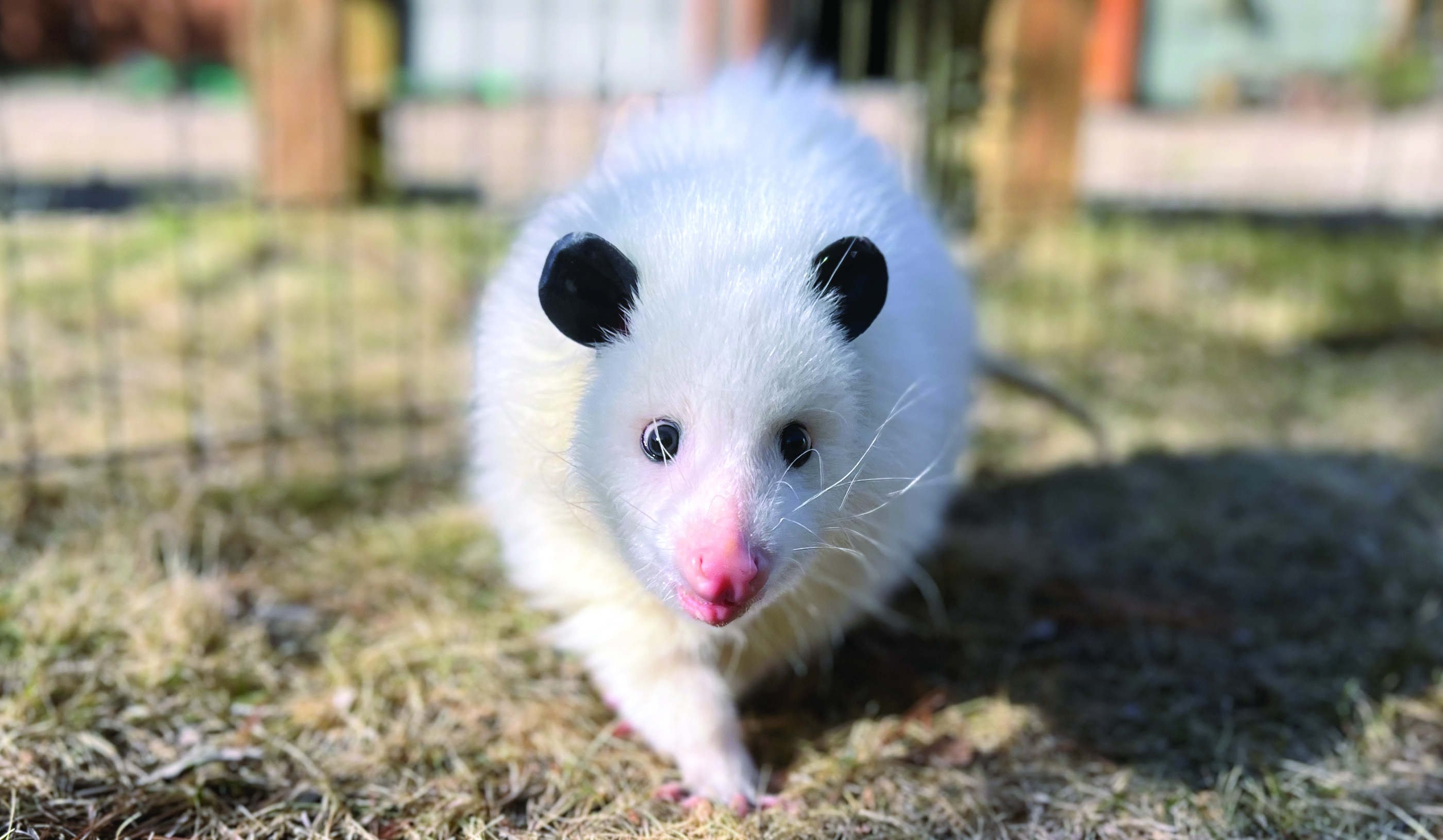 Kasper